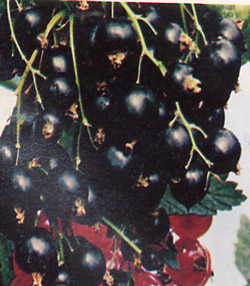 Piante Medicinali Ribes nigrum